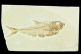 Fossil Fish (Diplomystus) - Green River Formation #126196-1